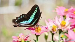 アオスジアゲハ４態～Ⓓ