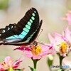 アオスジアゲハ４態～Ⓓ