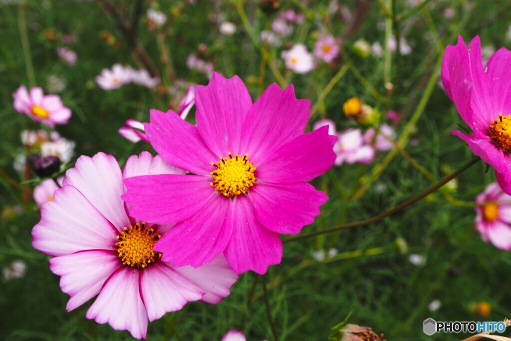 アンデルセン公園～xix