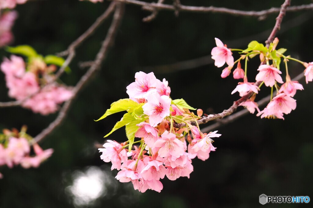 河津桜の最後の輝き