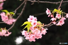 河津桜の最後の輝き