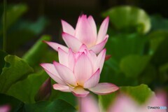 堀之内公園の大賀蓮～ⅵ