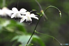 御岳山森の妖精～ⅱ