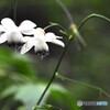 御岳山森の妖精～ⅱ