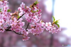 今年も感謝の河津桜～③