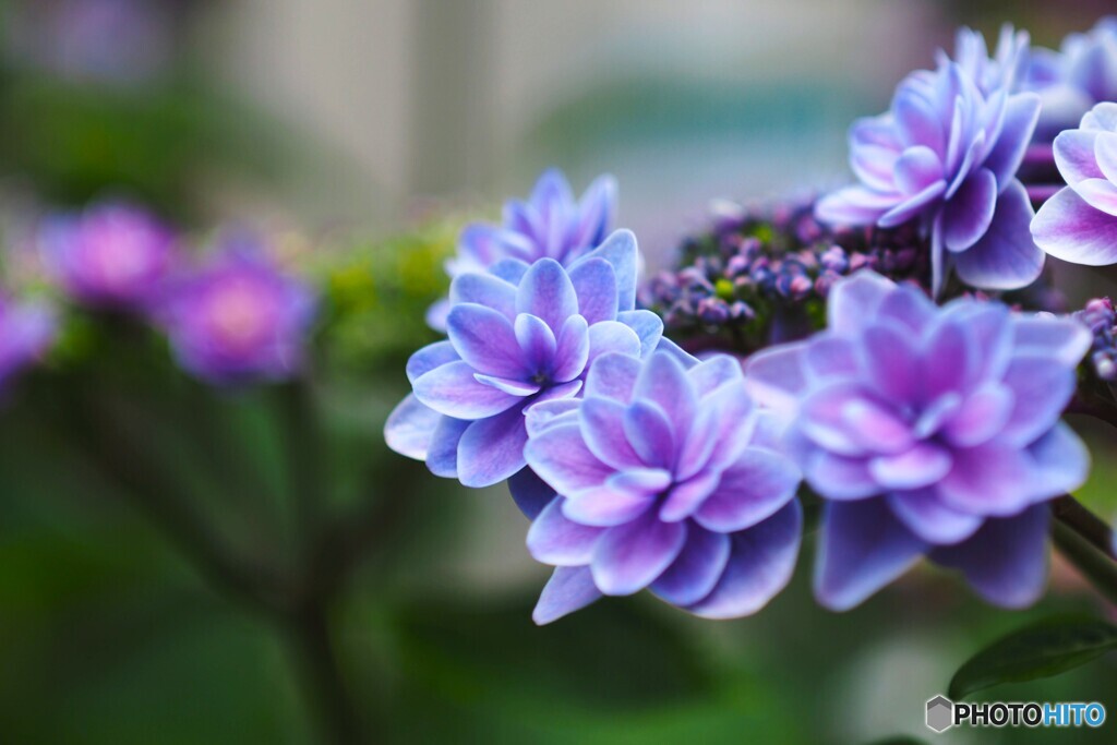 梅雨時の華～ⅸ