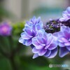 梅雨時の華～ⅸ