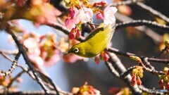 ２０２６サクジロー