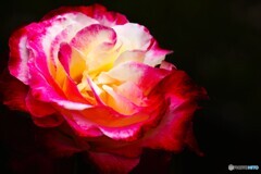 春薔薇の旧古河庭園～xviii