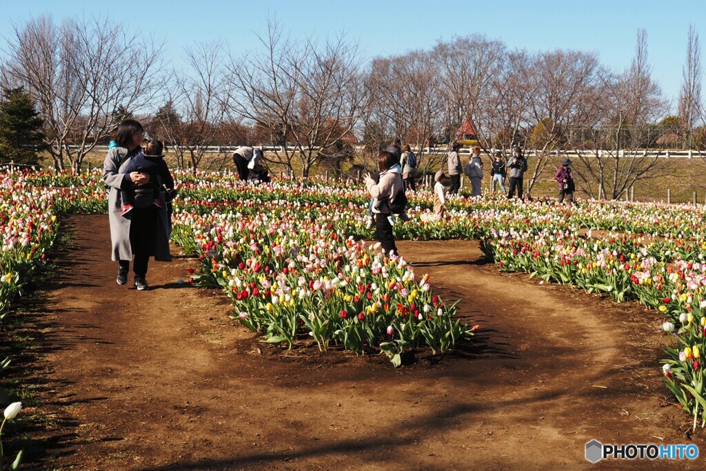 チューリップ回廊