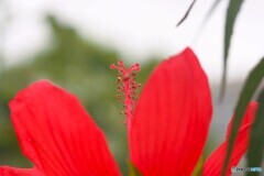 紅蜀葵
