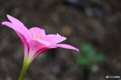 汚れなき愛