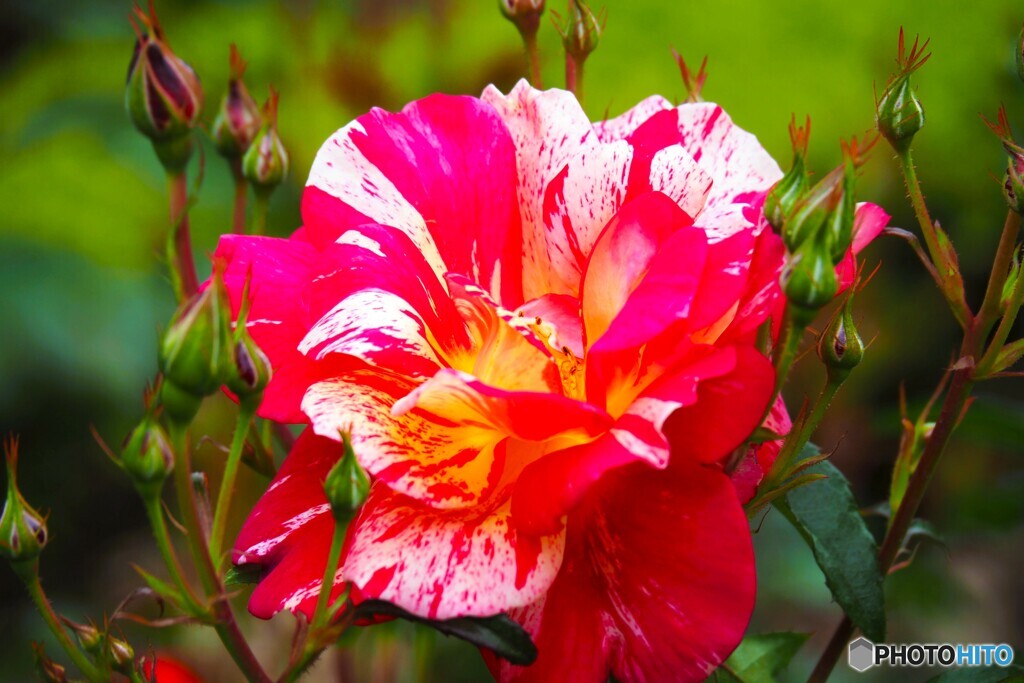 春薔薇の旧古河庭園～xxiii
