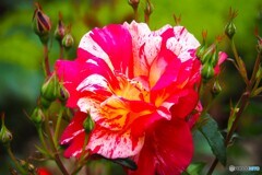 春薔薇の旧古河庭園～xxiii