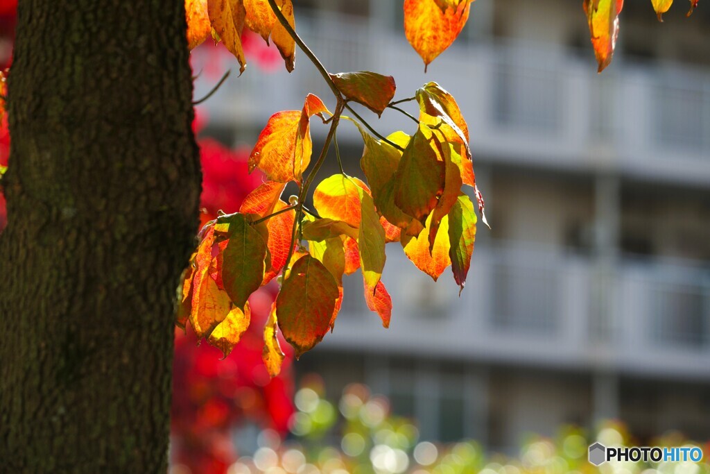 ハナミズキの紅葉