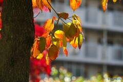 ハナミズキの紅葉