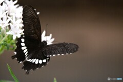 春の生物園～ⅱ