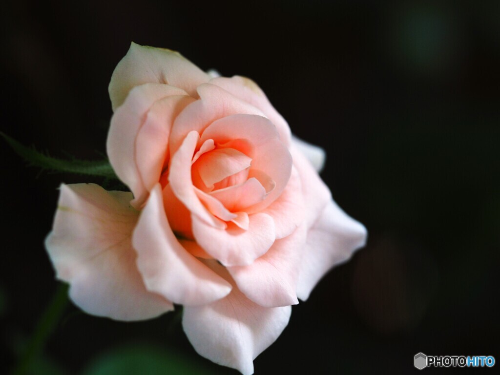 晩夏のバラ～ⅲ