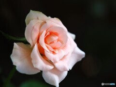 晩夏のバラ～ⅲ