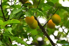 向島百花園～ⅹ
