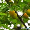 向島百花園～ⅹ