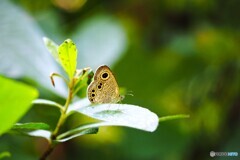 蝶の里公園～xviii