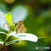 蝶の里公園～xviii