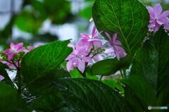 雨中のダンスパーティー