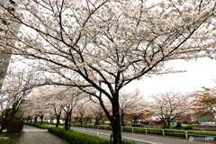 汐入染井吉野