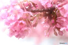 雫河津桜～ⅱ