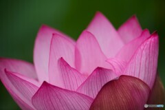 堀之内公園の大賀蓮～ⅲ