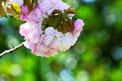 卯月の桜～ⅸ