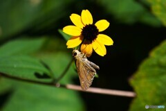 去年の夏の華～ⅲ
