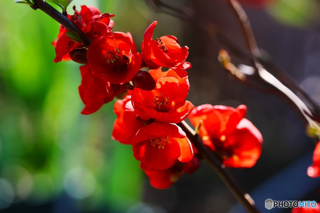 早春の花達～②