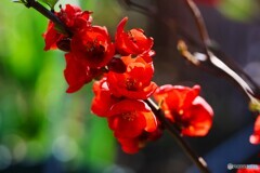 早春の花達～②