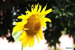 暑い華