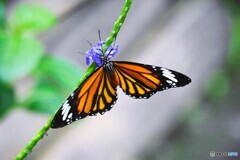 夏休み中の生物園～ⅱ