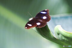 冬の生物園２０２５～ⅶ