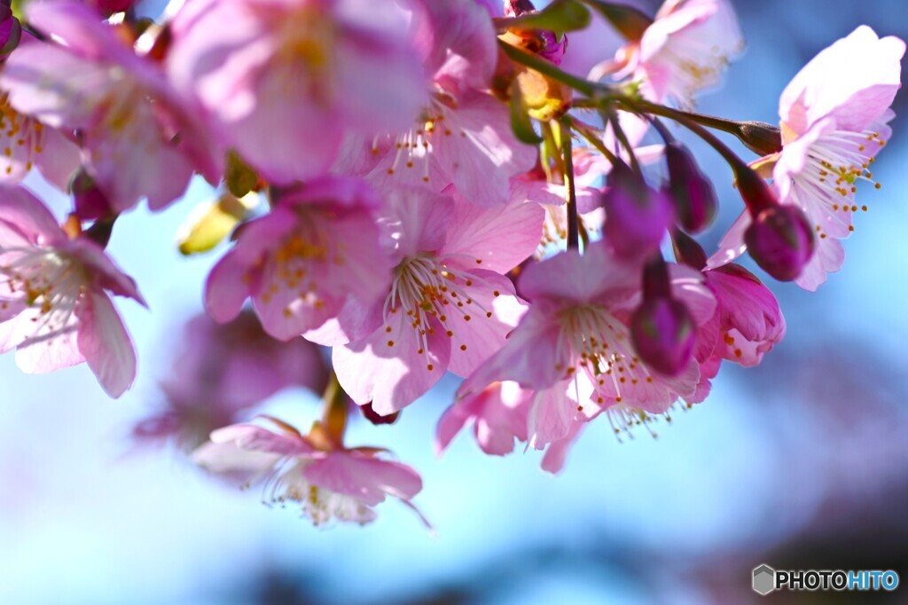 汐入河津桜～xiii
