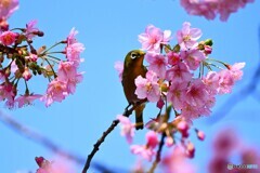 如月の桜～ⅻ