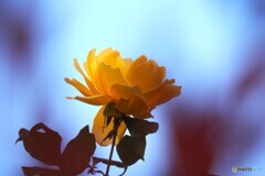 年の初めの薔薇
