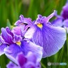 ２０２４堀切菖蒲園～xix
