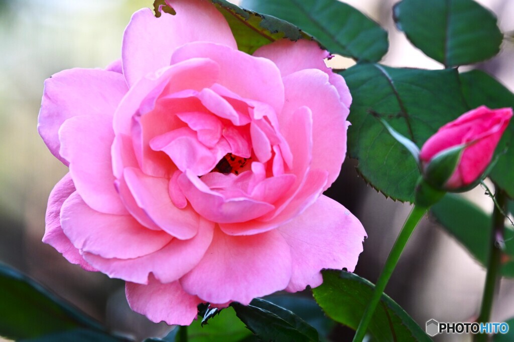 ピンクの秋華