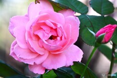 ピンクの秋華