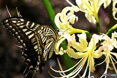 終焉の紅白に舞う～②