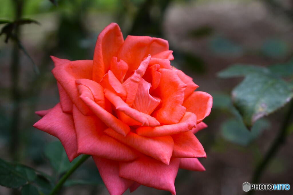 旧古川庭園の秋薔薇～ⅵ