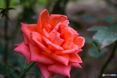 旧古川庭園の秋薔薇～ⅵ