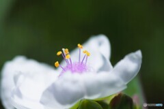 はかない愛～ⅱ