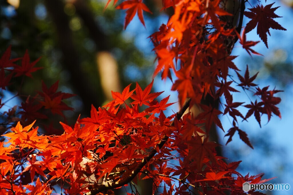 清水観音堂の紅葉～Ⅱ