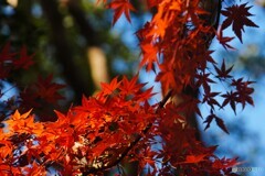 清水観音堂の紅葉～Ⅱ